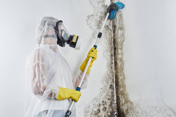 Office Mold Removal Services in Fruit Cove, FL