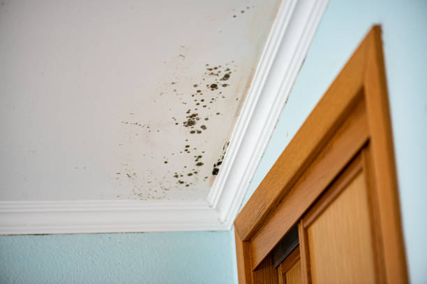 Attic Mold Removal in Fruit Cove, FL