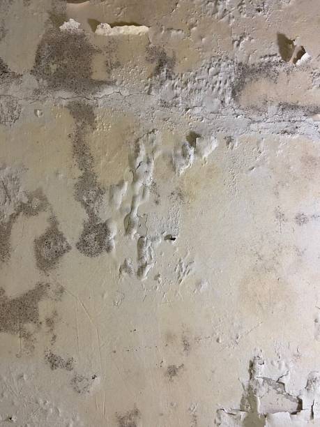 Best Attic Mold Removal  in Fruit Cove, FL