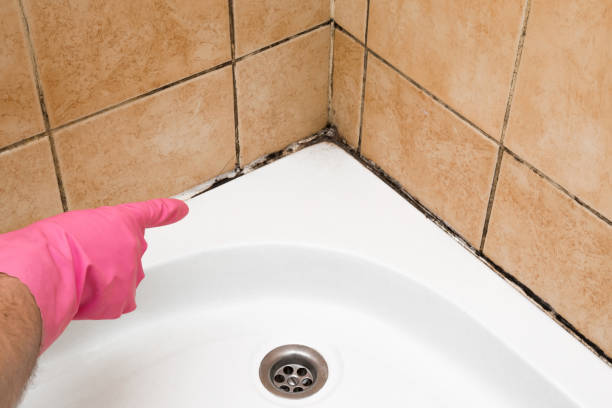 Mold Removal Process in Fruit Cove, FL